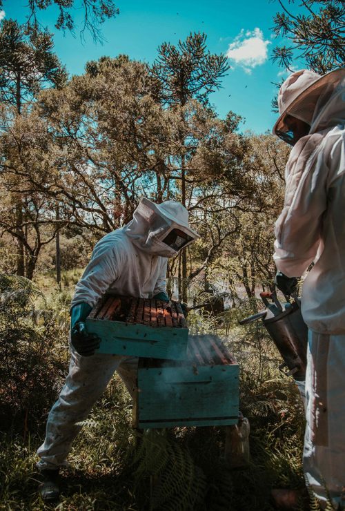 beekeepers
