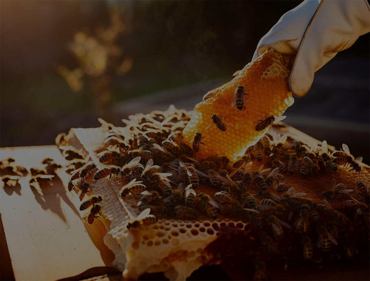 honeybee-background
